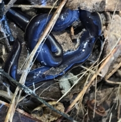 Caenoplana coerulea at Farrer, ACT - 12 Feb 2022 11:14 AM