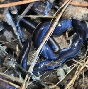 Caenoplana coerulea at Farrer, ACT - 12 Feb 2022 11:14 AM