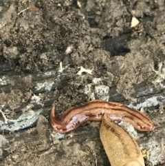 Anzoplana trilineata at Farrer, ACT - 12 Feb 2022