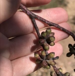 Eucalyptus goniocalyx at Farrer, ACT - 12 Feb 2022 11:10 AM