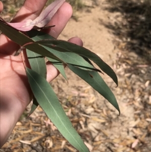 Eucalyptus goniocalyx at Farrer, ACT - 12 Feb 2022 11:10 AM