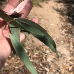 Eucalyptus goniocalyx at Farrer, ACT - 12 Feb 2022