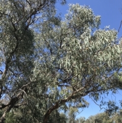 Eucalyptus goniocalyx at Farrer, ACT - 12 Feb 2022