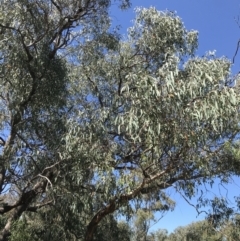 Eucalyptus goniocalyx at Farrer, ACT - 12 Feb 2022 11:10 AM