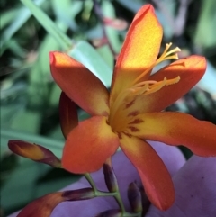 Crocosmia x crocosmiiflora (Montbretia) at Farrer Ridge - 12 Feb 2022 by Tapirlord