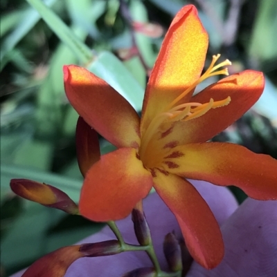 Crocosmia x crocosmiiflora (Montbretia) at Farrer Ridge - 12 Feb 2022 by Tapirlord