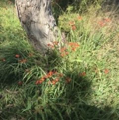 Crocosmia x crocosmiiflora at Farrer, ACT - 12 Feb 2022