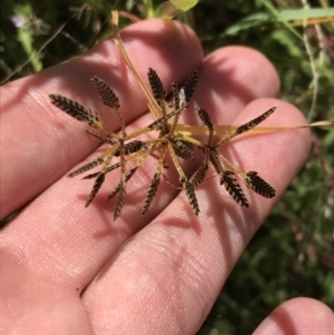 Cyperus sanguinolentus at Farrer, ACT - 12 Feb 2022