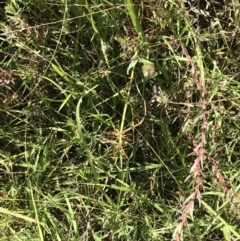 Cyperus sanguinolentus at Farrer, ACT - 12 Feb 2022 11:04 AM