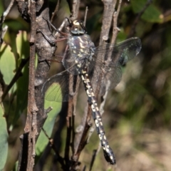 Austroaeschna multipunctata (Multi-spotted Darner) at Paddys River, ACT - 9 Feb 2022 by SWishart