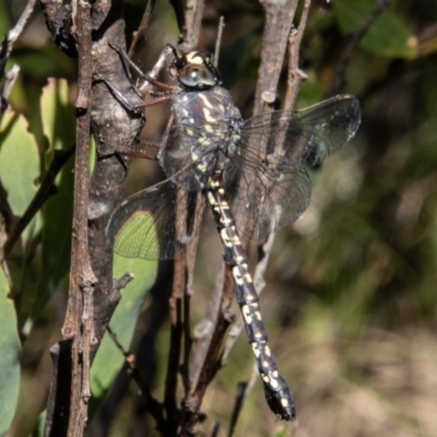 Austroaeschna multipunctata (Multi-spotted Darner) at Paddys River, ACT - 9 Feb 2022 by SWishart