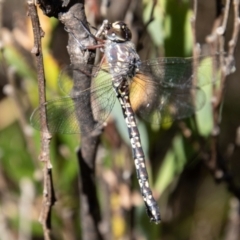 Austroaeschna multipunctata at Tidbinbilla Nature Reserve - 9 Feb 2022 10:17 AM