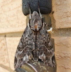 Psilogramma sp. (genus) (A Psilogramma (genus) moth) at Weston, ACT - 12 Feb 2022 by jmcleod