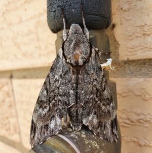 Psilogramma (genus) at Weston, ACT - 12 Feb 2022