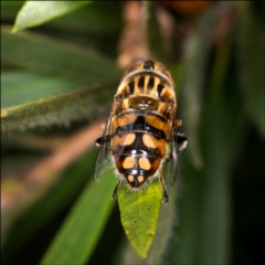 Eristalinus punctulatus at Holt, ACT - 12 Feb 2022