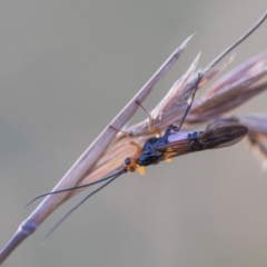 Braconidae (family) (Unidentified braconid wasp) at Forde, ACT - 12 Feb 2022 by PamR