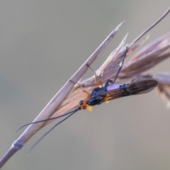 Braconidae sp. (family) (Unidentified braconid wasp) at Mulligans Flat - 11 Feb 2022 by PamR