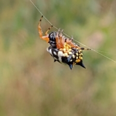 Austracantha minax (Christmas Spider, Jewel Spider) at Watson, ACT - 12 Feb 2022 by abread111