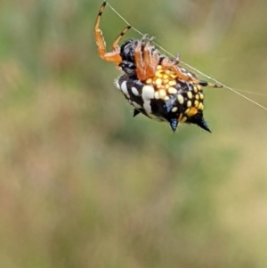 Austracantha minax at Watson, ACT - 12 Feb 2022