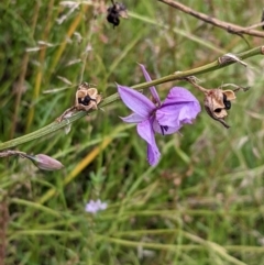 Arthropodium fimbriatum (Nodding Chocolate Lily) at Watson, ACT - 12 Feb 2022 by abread111