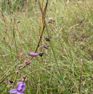 Arthropodium fimbriatum at Watson, ACT - 12 Feb 2022