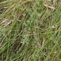 Lythrum hyssopifolia (Small Loosestrife) at Mount Majura - 12 Feb 2022 by abread111