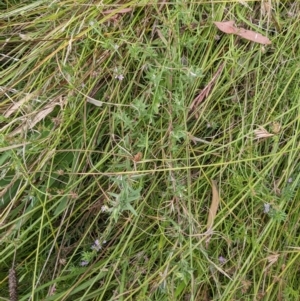 Lythrum hyssopifolia at Watson, ACT - 12 Feb 2022 03:18 PM