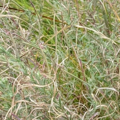 Epilobium sp. (A Willow Herb) at Watson, ACT - 12 Feb 2022 by abread111