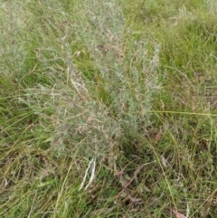 Epilobium sp. at Watson, ACT - 12 Feb 2022 03:19 PM