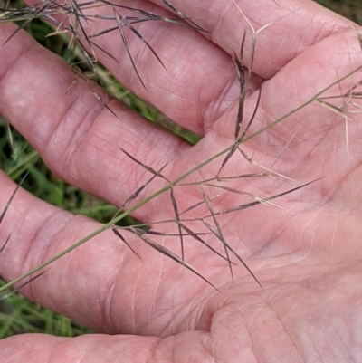 Aristida ramosa (Purple Wire Grass) at Watson, ACT - 12 Feb 2022 by abread111