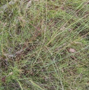 Aristida ramosa at Mount Majura - 12 Feb 2022 03:28 PM