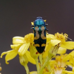 Castiarina flavopicta (Flavopicta jewel beetle) at Namadgi National Park - 9 Feb 2022 by DPRees125