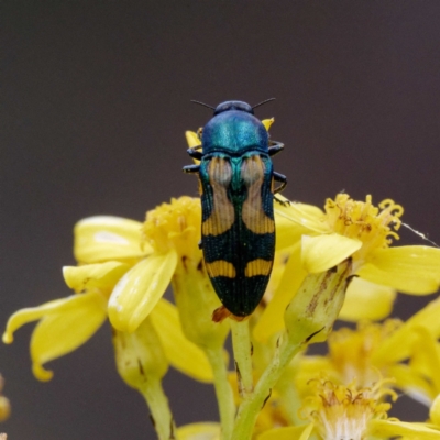 Castiarina flavopicta (Flavopicta jewel beetle) at Namadgi National Park - 9 Feb 2022 by DPRees125