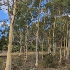 Eucalyptus mannifera (Brittle Gum) at Mount Majura - 12 Feb 2022 by abread111