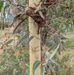 Eucalyptus mannifera at Mount Majura - 12 Feb 2022