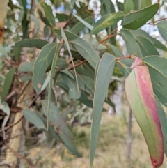 Eucalyptus mannifera at Mount Majura - 12 Feb 2022