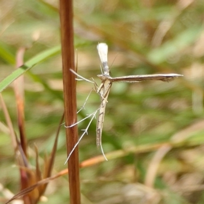 Stenoptilia zophodactylus (Dowdy Plume Moth) at Rugosa - 12 Feb 2022 by SenexRugosus