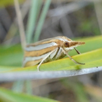 Hednota bivittella (A Crambid moth (Crambinae) at Yass River, NSW - 12 Feb 2022 by SenexRugosus