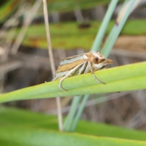 Hednota bivittella at Yass River, NSW - 12 Feb 2022 05:02 PM