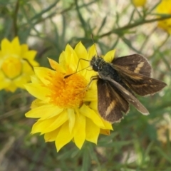 Ocybadistes walkeri (Green Grass-dart) at Rugosa - 12 Feb 2022 by SenexRugosus