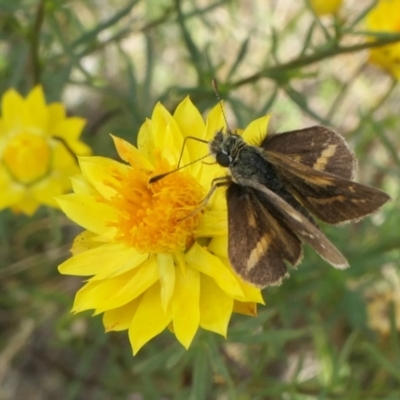 Ocybadistes walkeri (Green Grass-dart) at Rugosa - 12 Feb 2022 by SenexRugosus