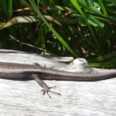 Pseudemoia entrecasteauxii (Woodland Tussock-skink) at Cotter River, ACT - 11 Feb 2022 by GirtsO