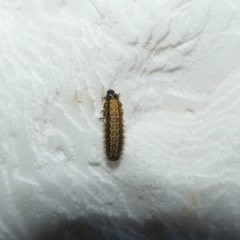 Chrysomelidae sp. (family) (Unidentified Leaf Beetle) at McKellar, ACT - 12 Feb 2022 by Amata