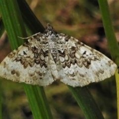 Chrysolarentia argocyma (White-waved Carpet) at Namadgi National Park - 11 Feb 2022 by JohnBundock