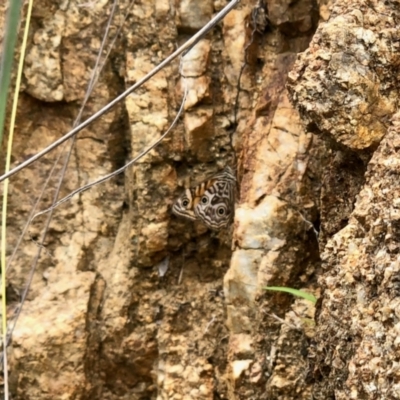 Geitoneura acantha (Ringed Xenica) at Booth, ACT - 12 Feb 2022 by KMcCue