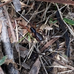 Habronestes sp. (genus) at Rendezvous Creek, ACT - 12 Feb 2022 by KMcCue