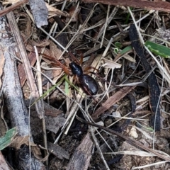 Habronestes sp. (genus) (TBC) at Rendezvous Creek, ACT - 12 Feb 2022 by KMcCue