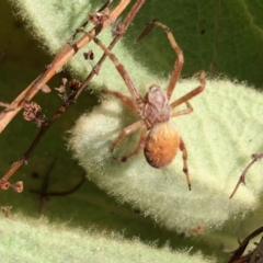 Salsa fuliginata (Sooty Orb-weaver) at Rendezvous Creek, ACT - 11 Feb 2022 by KMcCue