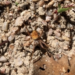 Salsa fuliginata at Rendezvous Creek, ACT - 12 Feb 2022