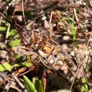 Salsa fuliginata at Rendezvous Creek, ACT - 12 Feb 2022